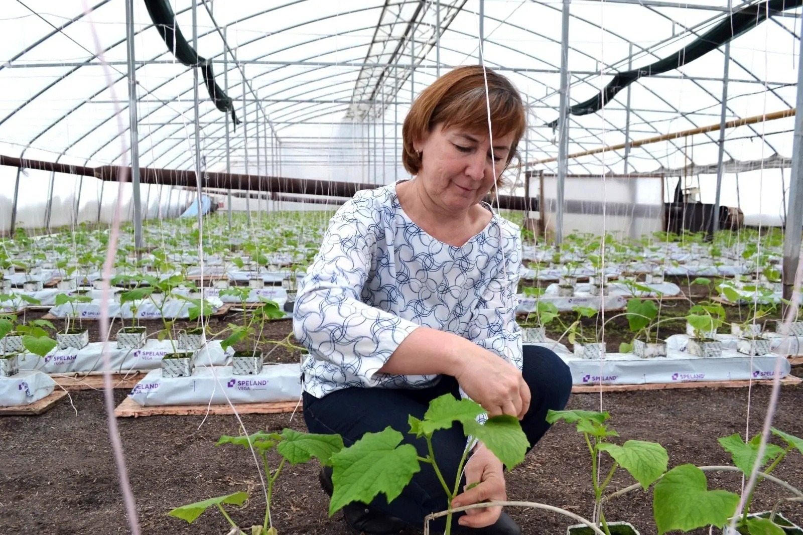 Лилия КАЛАНТАРЯН  Район славится своими тепличными хозяйствами.