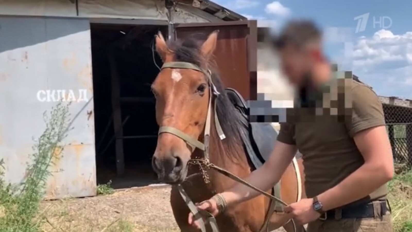скриншот видео На Первом канале опровергли вражеские фейки о башкирских лошадях в зоне СВО
