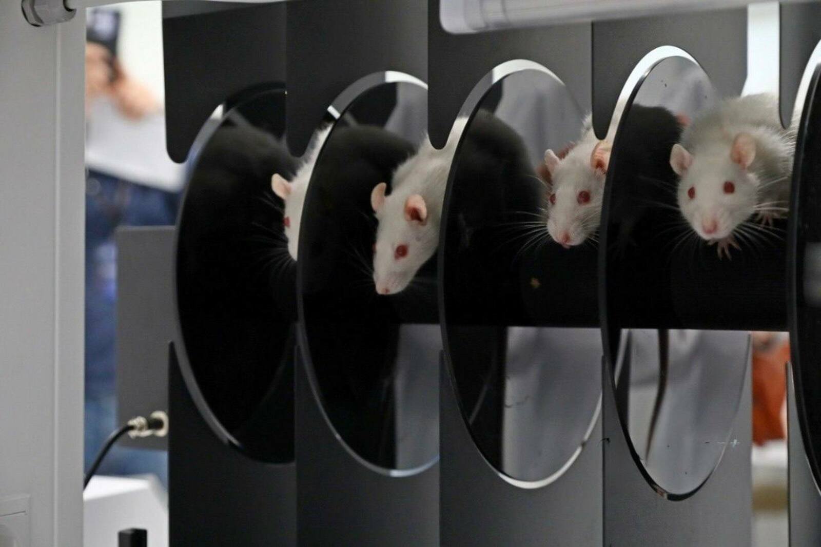 Учёные БГМУ вышли на ключевой этап в создании нового антидепрессанта