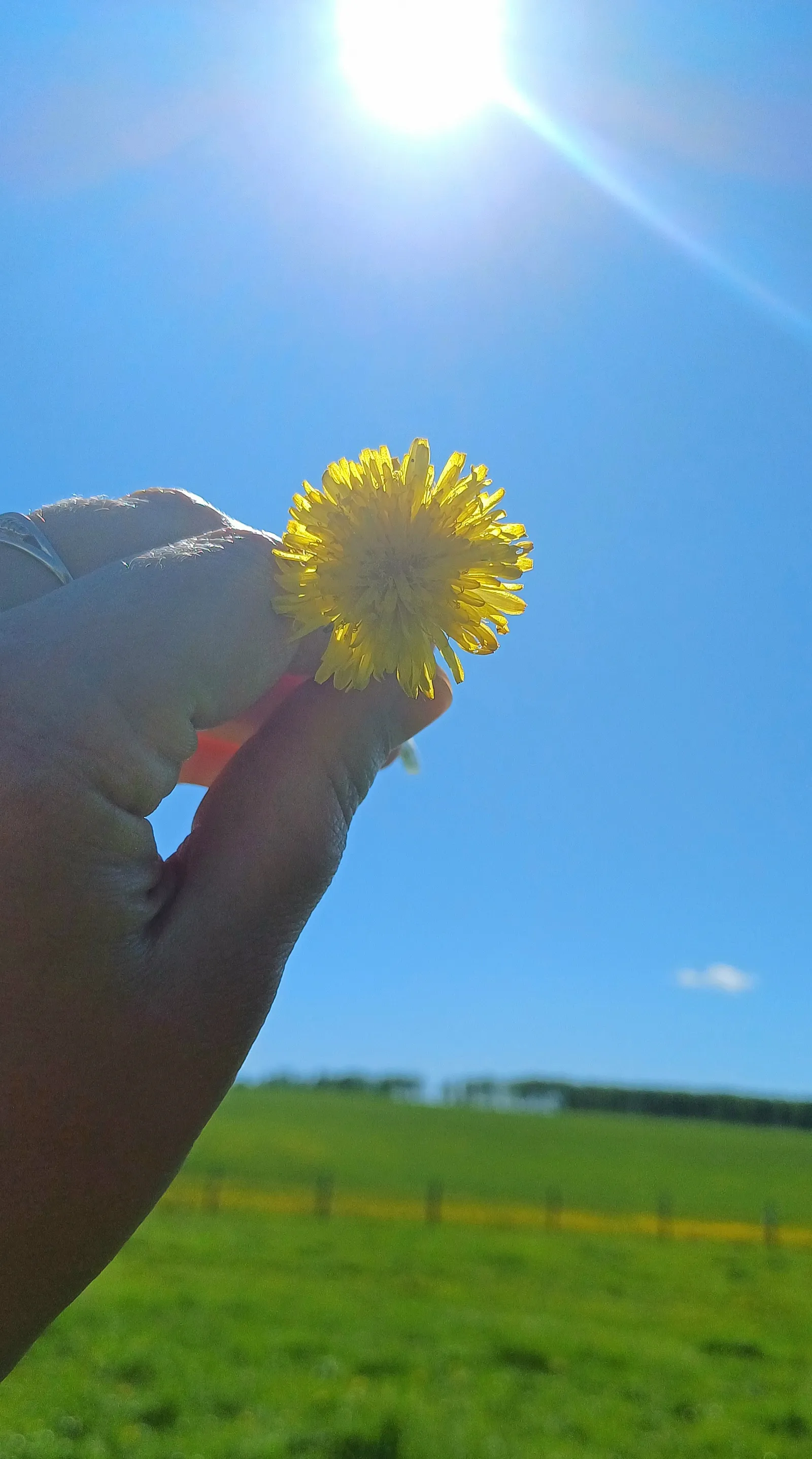 Глава Башкирии поручил постричь одуванчики «под ноль»