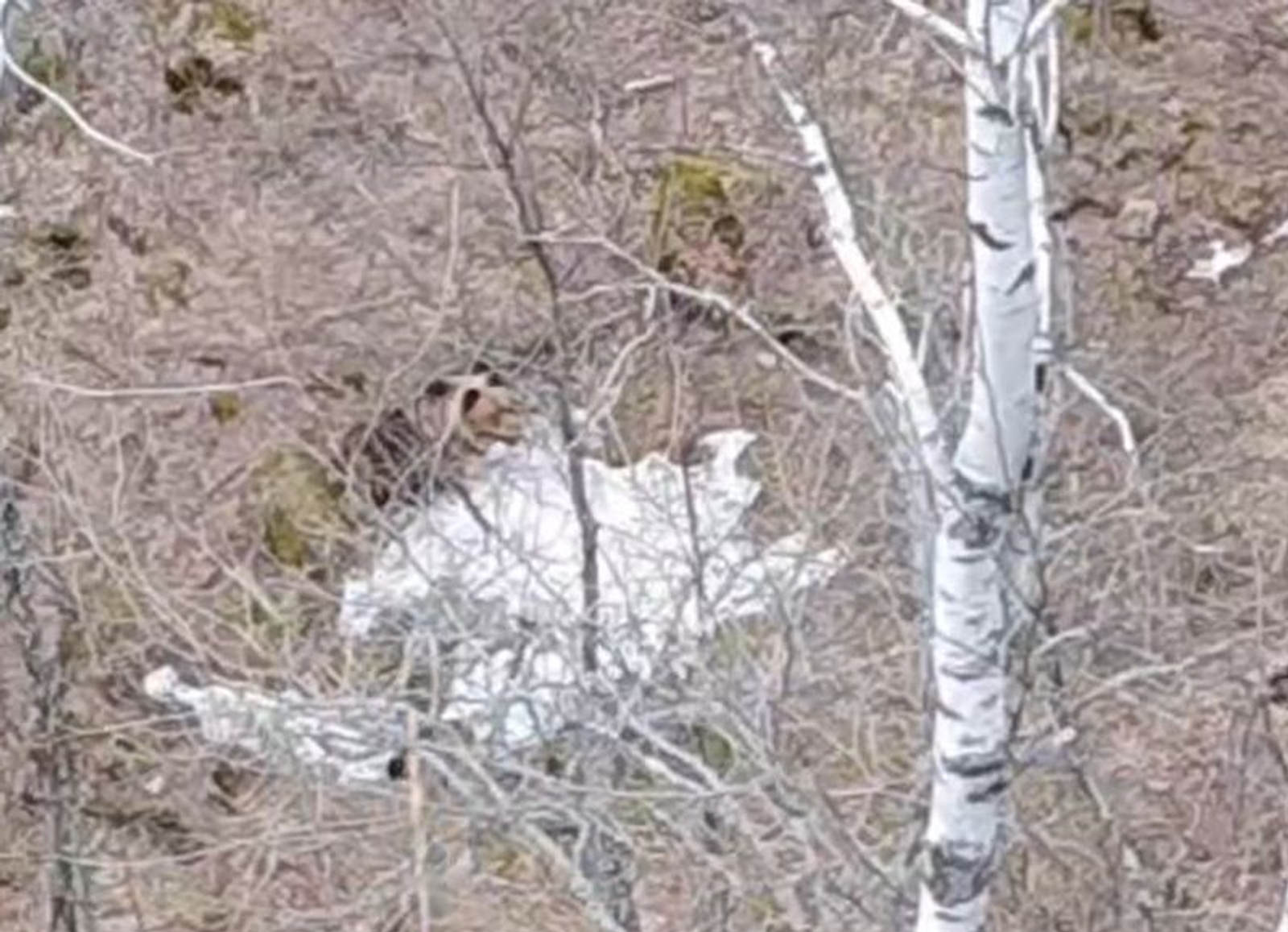 скриншот видео