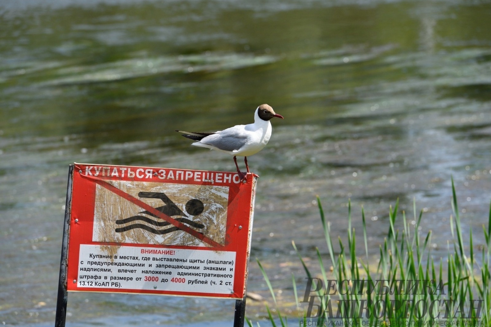 Альберт ЗАГИРОВ