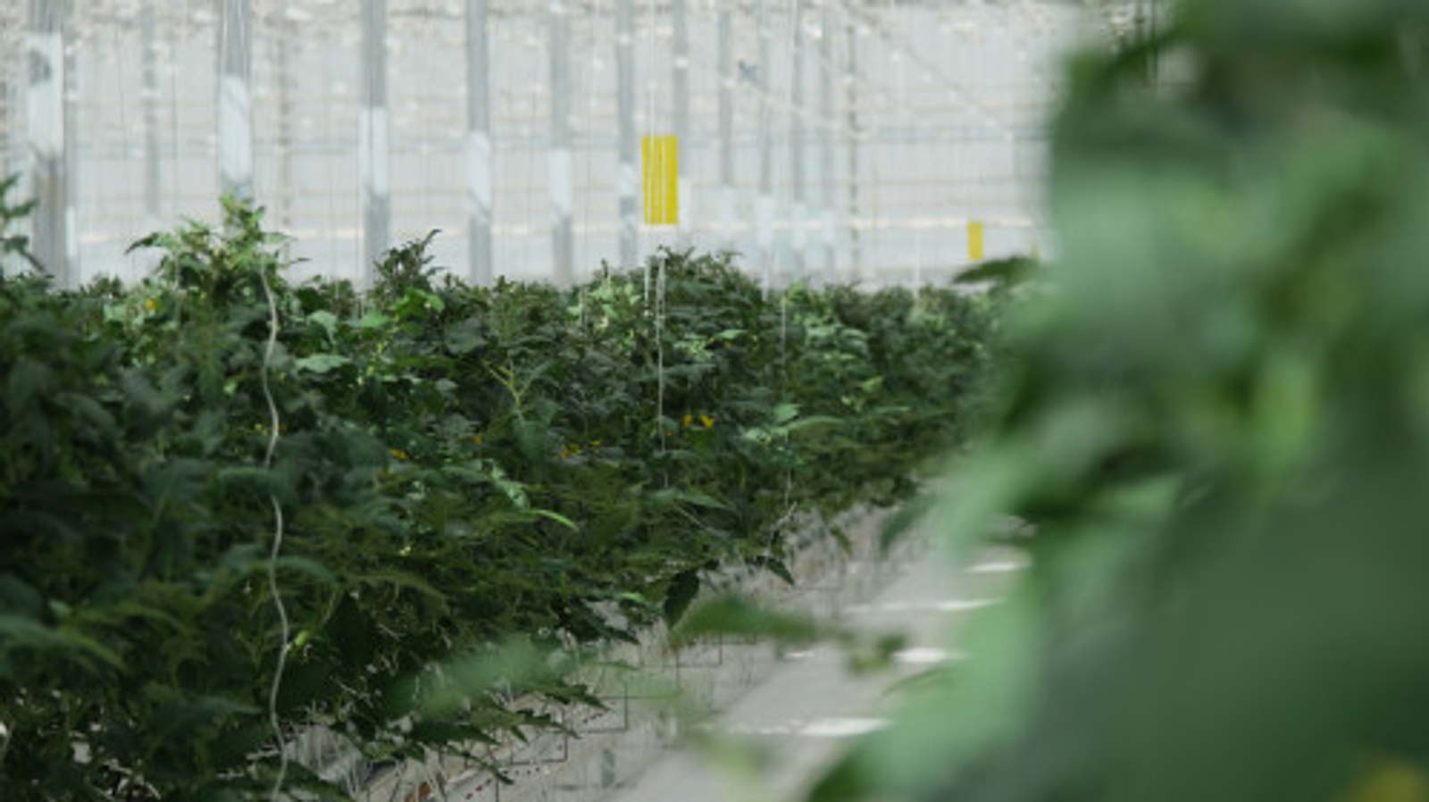 В Башкирии наблюдается рост производства продукции агропромышленного комплекса