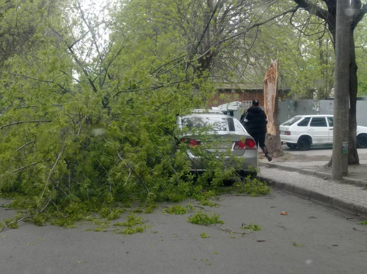 В Уфе ветер повалил дерево на автомобиль
