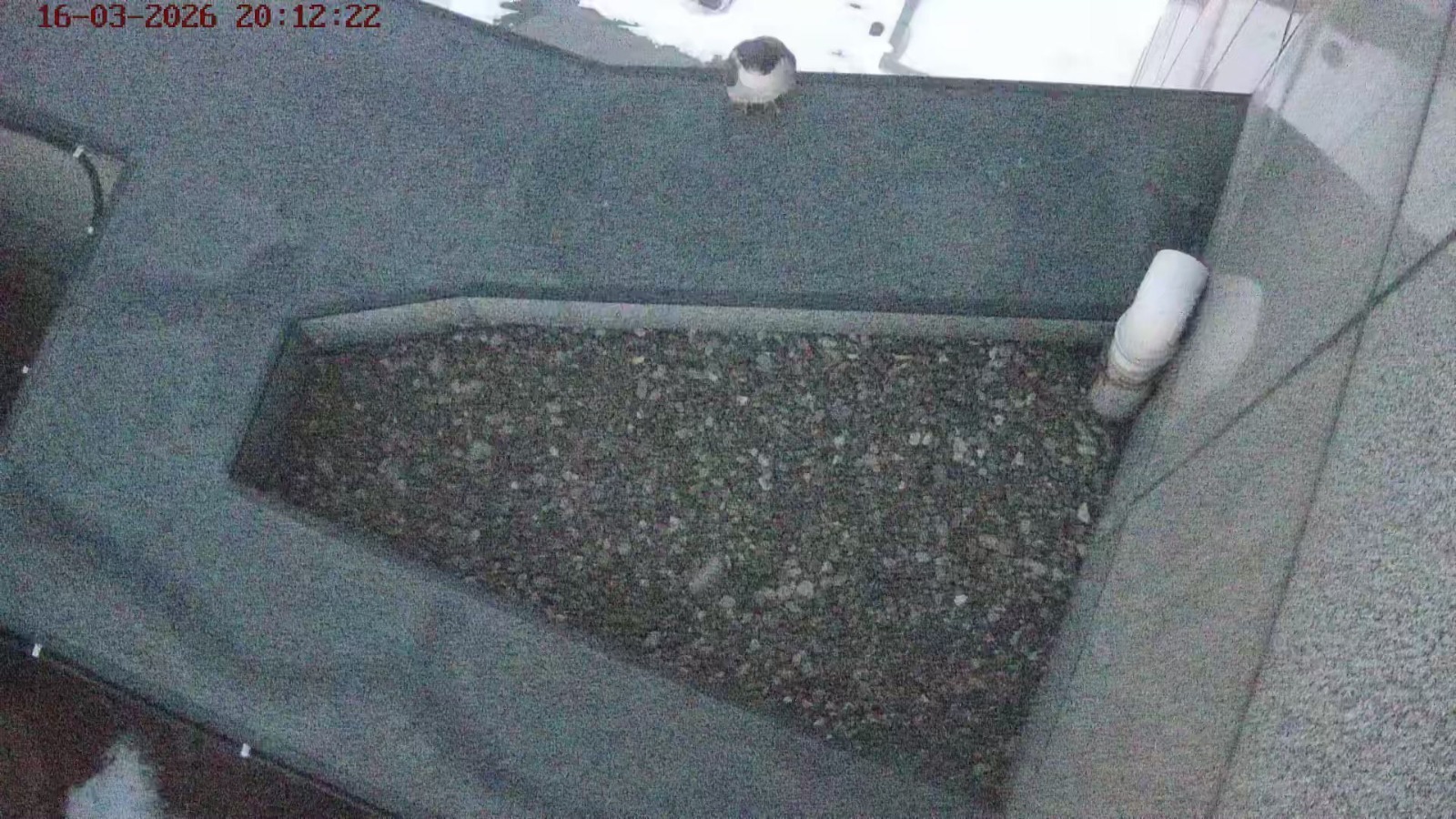 В Уфу пришла весна: знаменитые соколы-сапсаны вернулись на небоскрёб