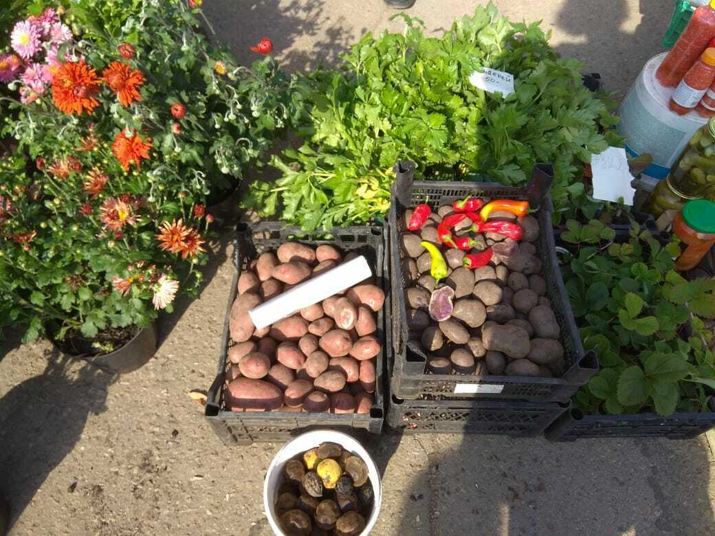 Жительница Туймазов привезла на овощную ярмарку разноцветную картошку