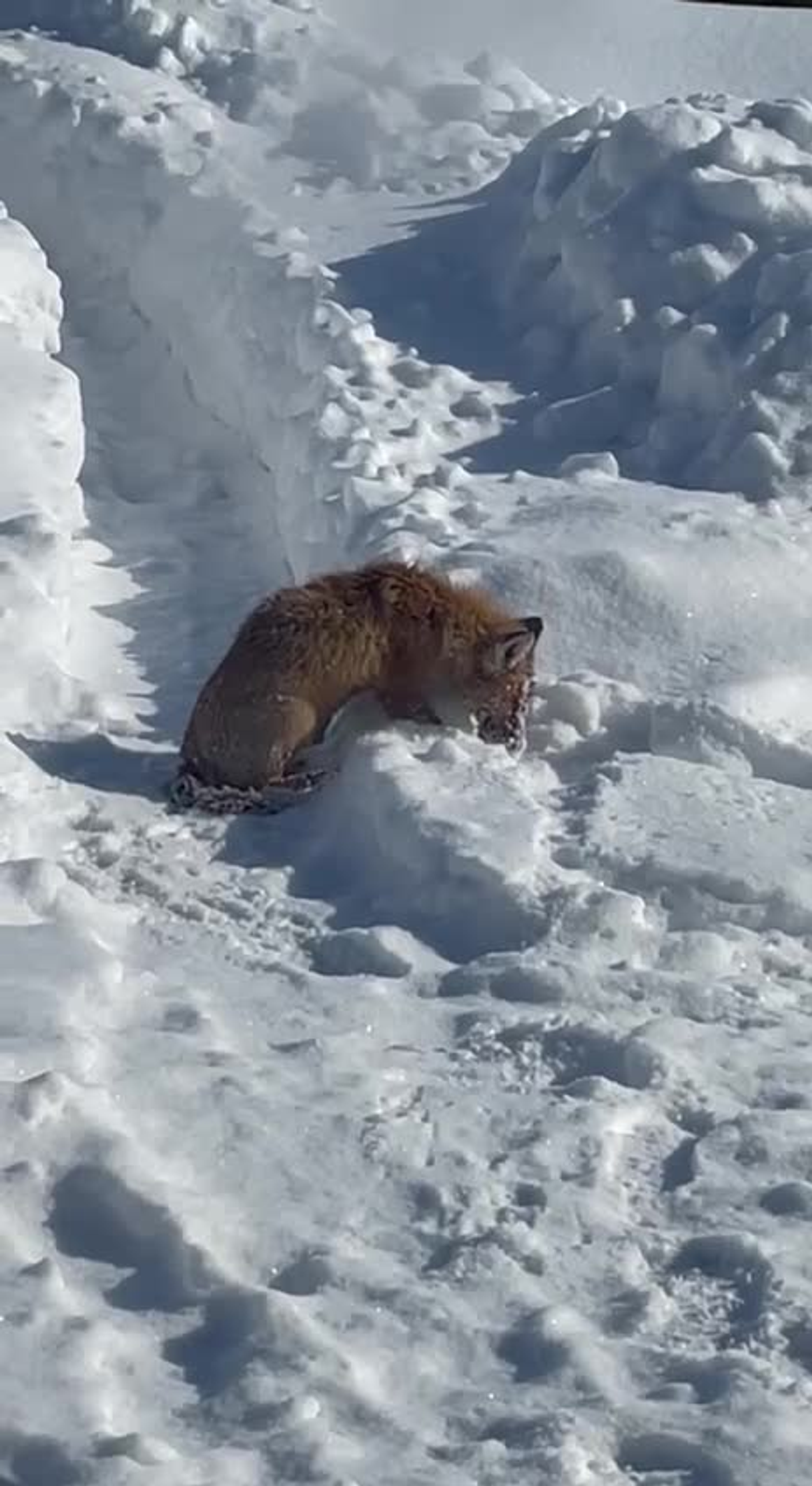 Скриншот видео ЦРДЖ «Пин и Пуф».