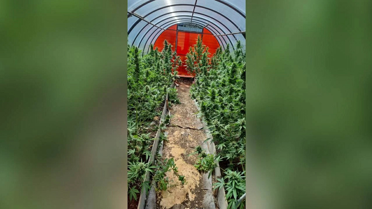 Житель Башкирии держал теплицы с коноплёй