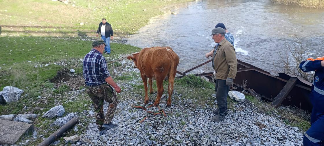 В Башкирии бык упал с моста и дождался спасателей