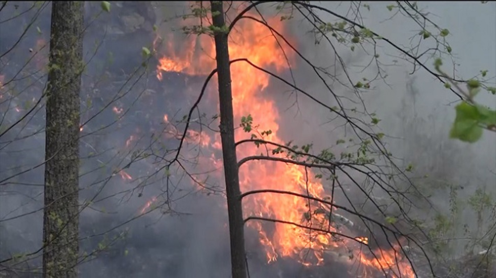 В Башкирии за сутки потушили пять лесных пожаров. Один продолжает полыхать