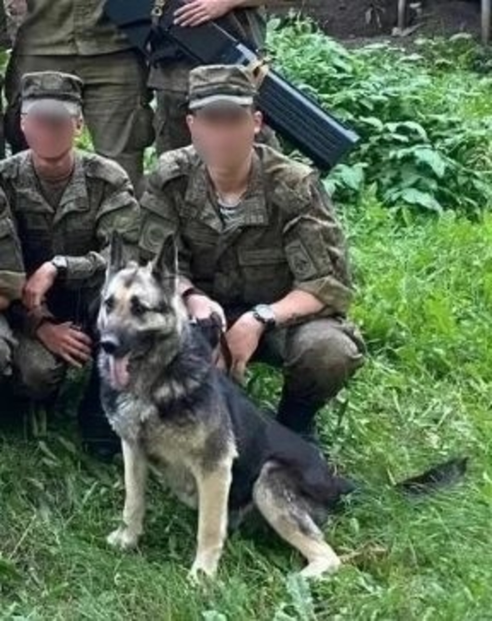 Сапёр из Башкирии и его собака спасают мирных жителей ДНР