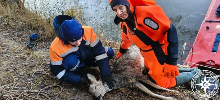 В Башкирии косуля провалилась под лёд