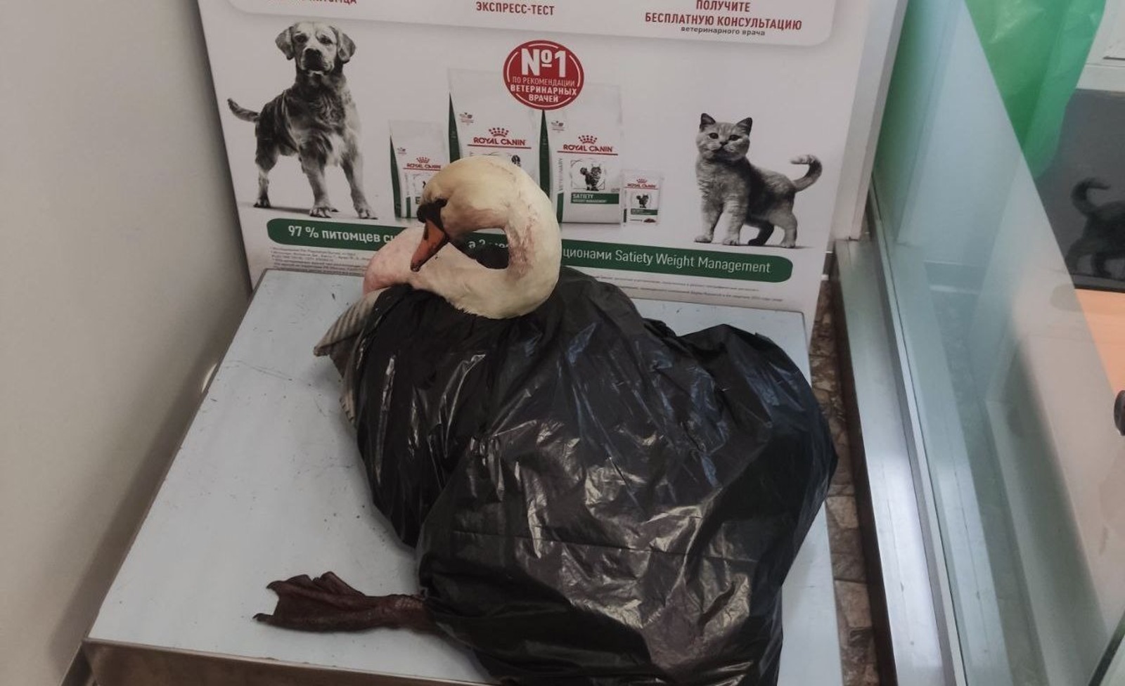 центр реабилитации диких животных «Пин и Пуф»